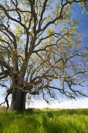 Grand Old Oak Tree with Spring Shoots