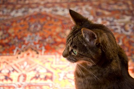 Cat Staring into Space on Oriental Carpet