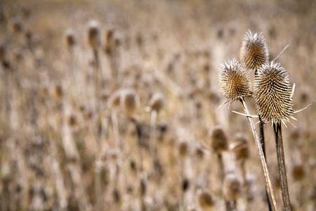 A field of Common Teasel, Dipsacus fullonum, with single plant focused in foreground