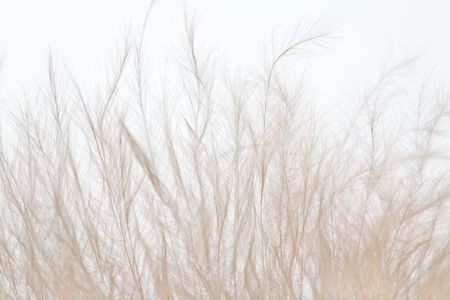 Closeup of Graceful Feather Showing Much Detailの写真素材