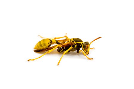 Closeup of a Wasp Isolated on Whiteの写真素材