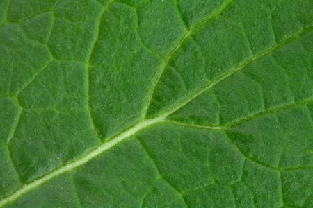 Closeup of Green Leaf showing Veins and Stomataの写真素材