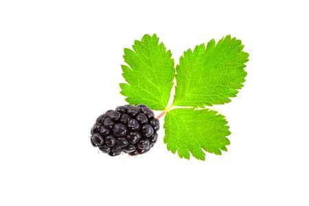 A Plump Blackberry with Leaves isolated on White Backgroundの写真素材
