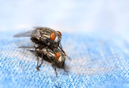 Closeup of Two Flies Mating on Denim Materialの写真素材