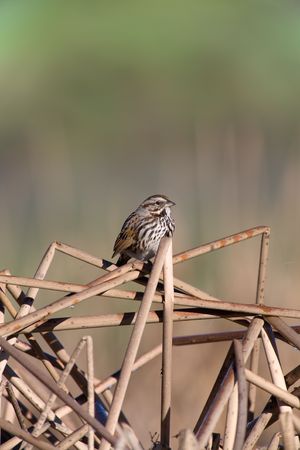 A Single Sparrow Sitting on Dried Reedsの写真素材