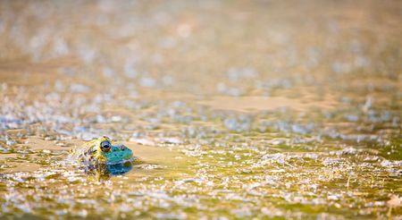 Floating Frog in Pond Plants at Soothing Sunset