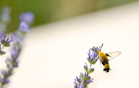 Snowberry Clearwing, Hemaris diffinis, hovering in Lavenderの写真素材
