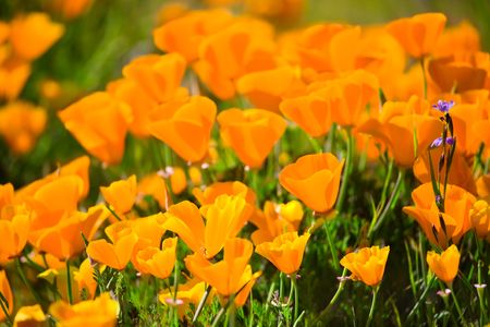 Brightly Lit California Poppies with Single Blue-Eyed Grassの写真素材