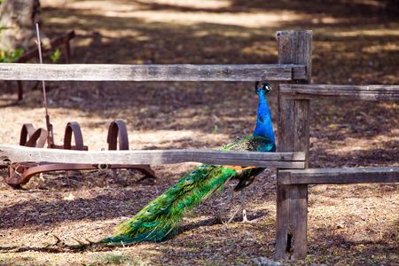 A Colorful Peacock Strutting in the Barnyardの写真素材