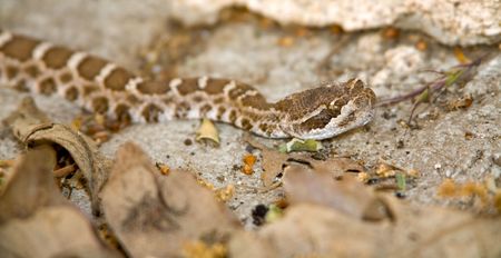A Juvenile Northern Pacific Rattlesnake, Crotalus oreganus oreganus