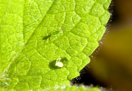 Closeup of Tiny Insect and Dew Drop on Leafの写真素材