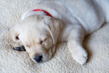 Closeup of Adorable Sleeping Yellow Labrador Puppyの写真素材