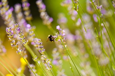 Bee on Purple Lavender in Bright Sunshine