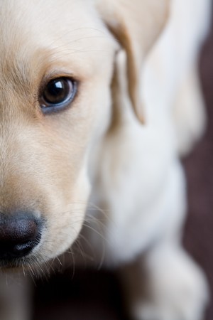 Closeup of a Young Yellow Labrador Puppyの写真素材