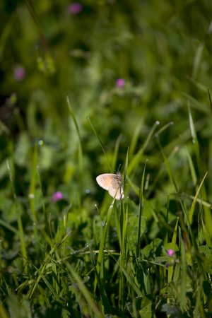 White Moth in Grass with Dew Drops and Tiny Pink Flowers