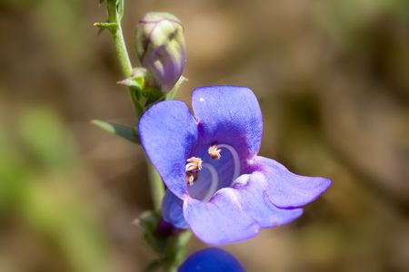 Closeup of Wildflower Foothill Penstemon, Penstemon heterophyllusの写真素材