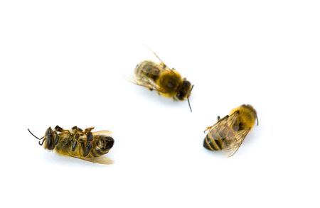 Three Yellow and Black Bees Isolated on White Backgroundの写真素材