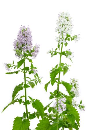 Flowering Catnip Plant, Nepeta cataria, isolated on white backgroundの写真素材