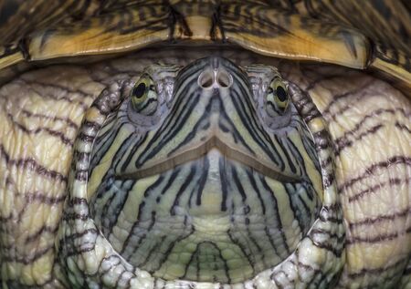 Close up view of a red ear slider turtle face to faceの写真素材