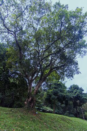 Beautiful tree shot taken from Penang Botanical Garden with soft focus effectの写真素材