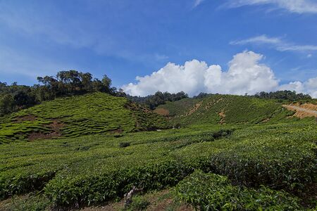 Beautiful view of a tea plantation in Caeron Highland, Malaysiaの写真素材