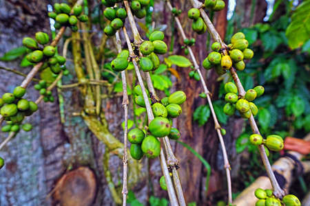 Close up shot of Green coffee fruit hanging on the tree in Kintamani, Bali. Shalow depth of field effect due to usage of large apertureのeditorial素材