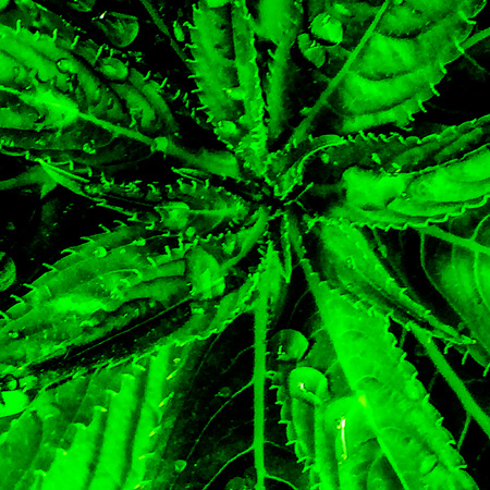 Rustic Leaves Bakcgroundの写真素材