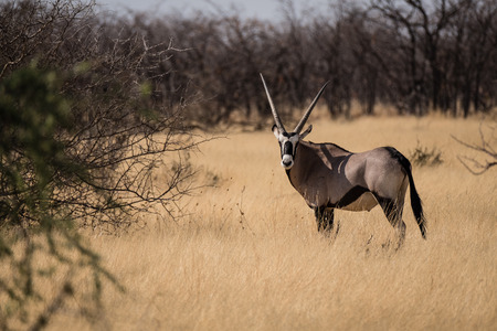 Oryx Gazelle in Grasland in Etoshaの写真素材
