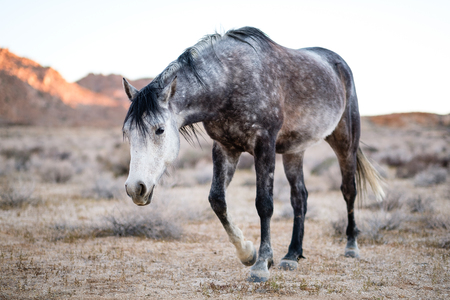 Desert Horses in Namibiaの写真素材