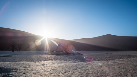 Dead Tree in Deadvlei Namibia at sunriseの写真素材