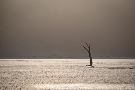 Dead Tree in Deadvlei Namibia at sunriseの写真素材