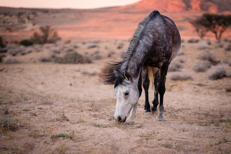 Desert Horses in Namibiaの写真素材