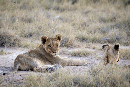Lion Cubs waiting at etosha National Park in Namibiaの写真素材