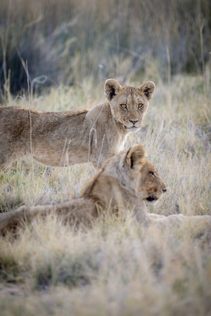 Lion Cubs waiting at etosha National Park in Namibiaの写真素材