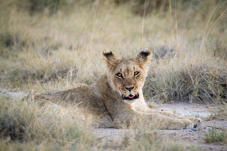 Lion Cubs waiting at etosha National Park in Namibiaの写真素材