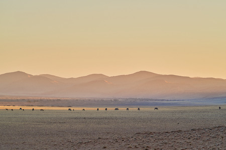 Oryx in the Desert in Namibiaの写真素材