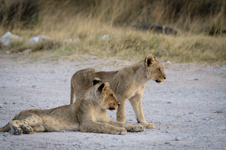 Lion Cubs waiting at etosha National Park in Namibiaの写真素材