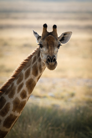 Staring Giraffe at Etosha National Parkの写真素材