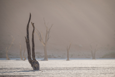 Dead Tree in Deadvlei Namibia at sunriseの写真素材