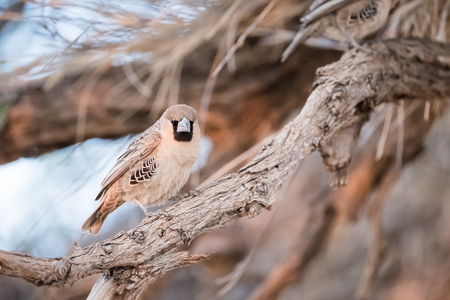 Sociable Weaver Bird on a Branchの写真素材