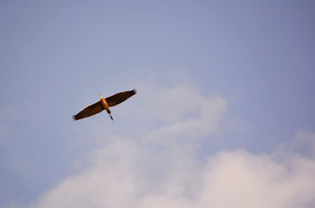 Flying stork in the blue sky with clouds, closeup of photo