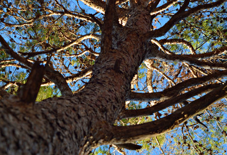 Pine tree branches against the blue sky. Bottom view. Nature background.