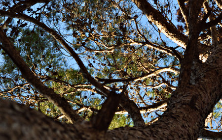 Pine tree branches against the blue sky. Pine tree in the forest