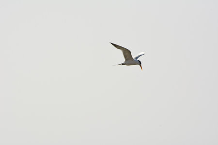 Black-headed Gull (Chlidonias ridibundus)