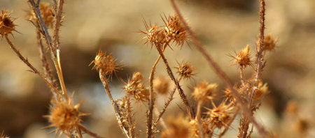 dry thistle in the meadow, macro, shallow depth of field