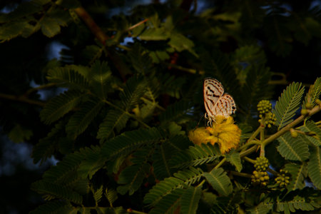Butterfly on green leaf, nature blur background. Copy space.