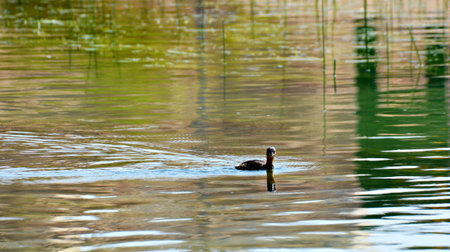 Golden hour serenity: A male Mallard duck stands proudly on a rock by the pond, soaking in the...