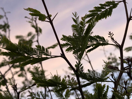 Majestic old tree with textured bark and sprawling branches, bathed in sunlight filtering through lush green leaves.の写真素材