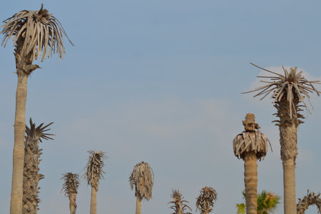 A serene scene of a beach with fine sand and a vibrant blue spectrum of the sky. In the foreground,の写真素材