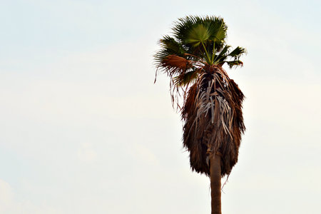 A serene scene of a beach with fine sand and a vibrant blue spectrum of the sky. In the foreground, a dry palm tree rests on the sand, symbolizing the beauty and fragility.の写真素材